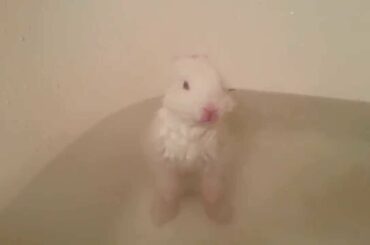 Baby Bunny Splashing Contest