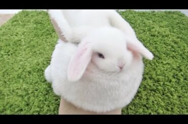 Baby Bunny Boot Stuffer! Yes, it's REAL!