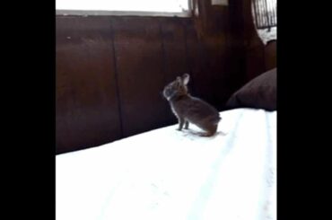 Cute Rabbit with Sail