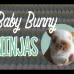 Baby Bunny Ninjas on a Human Jungle Gym