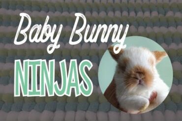 Baby Bunny Ninjas on a Human Jungle Gym