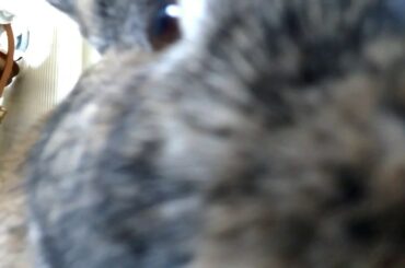 Cute rabbit noises