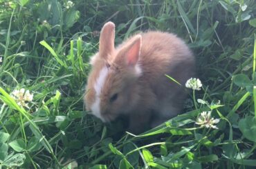 Little Bunny / The Cutest Video Ever, Cute Rabbit, Funny Banny on the filed