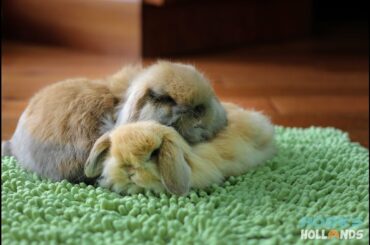 Bunny Update: Anna's 5-week-old Holland Lop Baby Bunnies