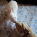 Baby Bunny Kissing Eachother