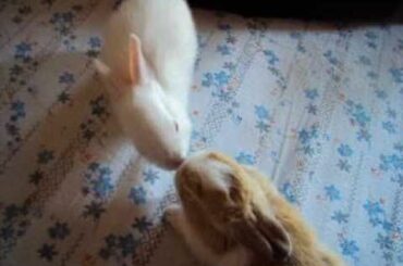 Baby Bunny Kissing Eachother
