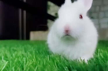 Cutest baby bunny ever !!! ❣️