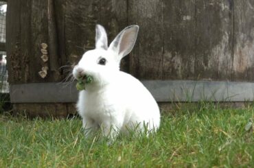 Baby Bunnies Hopping Around and Munching On Kale Will Make You Smile