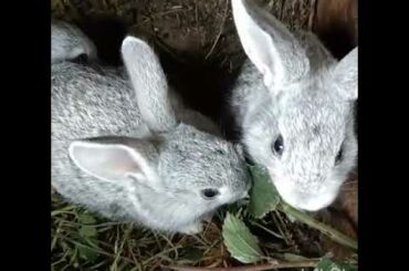 Cute bunnies