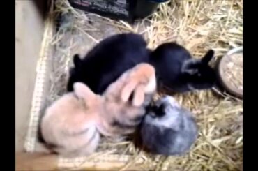 A BUNCH OF BABY BUNNIES