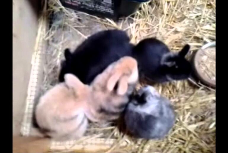 A BUNCH OF BABY BUNNIES