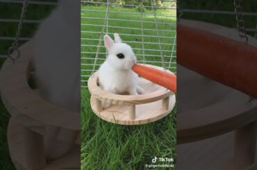 Cute rabbit