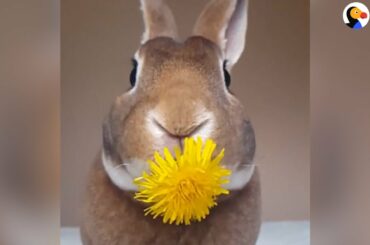 Bunny Eats A Flower
