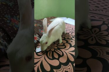 Cute rabbit | These vedio will make your day happy 😄