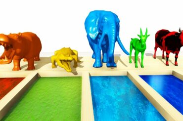 Learning Wild Animals for kids |cute Bunny for baby#education #kids # learning