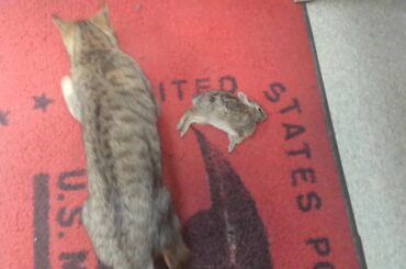 Cat eats poor baby bunny