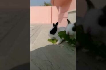 Indian Cute Rabbit Pet Home. eating carrot