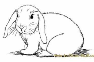 How to Draw Bunny Step by Step
