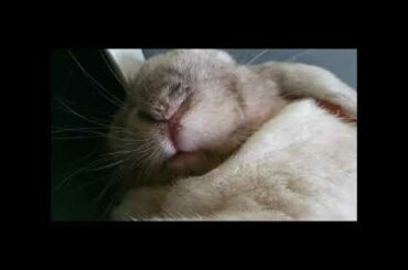 Cute bunny so sleepy