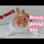 Bunny goes to Rabbit Professional shop!【Bunny】【adorable cute animals】