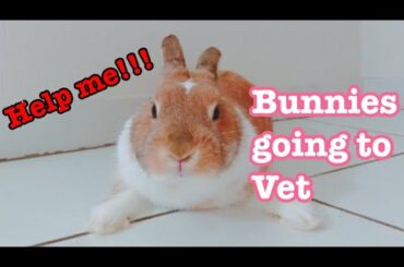 Bunny goes to Rabbit Professional shop!【Bunny】【adorable cute animals】