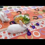 Cute Rabbit🐇🐇 / funny rabbit / rabbit