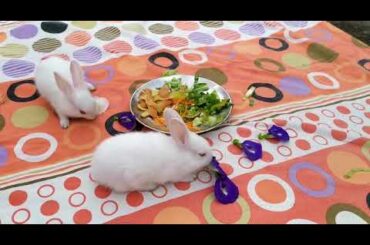 Cute Rabbit🐇🐇 / funny rabbit / rabbit