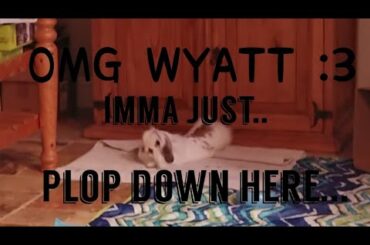 Wyatt Is The Cutest Rabbit EVER!!