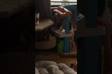 Baby and bunny playing