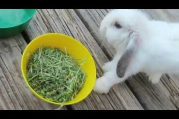SICK BUNNY//MATCHING COSTUMES FOR MY BABIES!