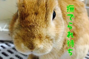 【撫でられ待ち】撫で回されるうさぎ。 cute rabbit