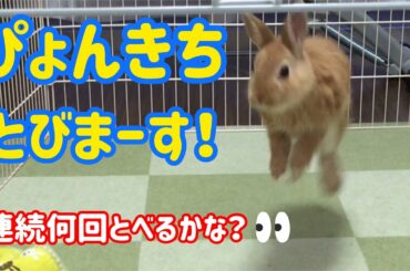 【うさぎ】ぴょんきち連続ジャンプとびます！【かわいい】Cute rabbit jump continuously #18