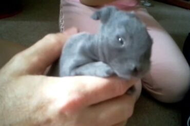 Baby Bunny Licking and Cleaning Paw