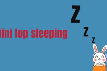 Baby rabbit sleeping 🐰🐇 Zzzzzz