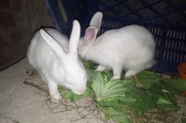 Cute Rabbit 🐰 of My House 🏡