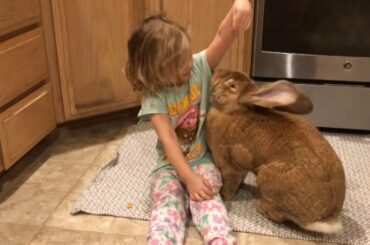 3-Year-Old Girl and Giant Rabbit Get Into Trouble Together