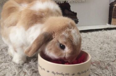 😍🐰SUPER CUTE BUNNY EATS WATERMELON 🍉[ASMR]