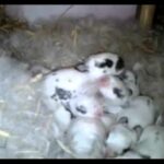 Funny NEWBORNE rabbits & ONE WEEK Cute baby bunnies - compilation 2015