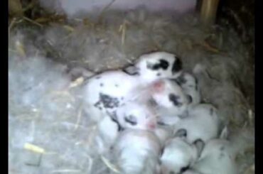Funny NEWBORNE rabbits & ONE WEEK Cute baby bunnies - compilation 2015