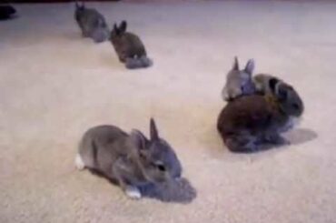 Cute Baby Bunnies Playing