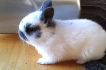 Cutest Baby Bunny EVER! Cotton Tails Clean His Self