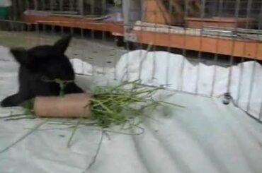 Cute Baby Bunny Rescue