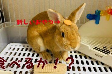 【新しいおやつ編】選り好みするうさぎ。 cute rabbit