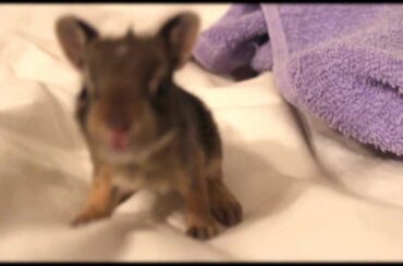 The Cutest Baby Bunny Ever - "Cesear"