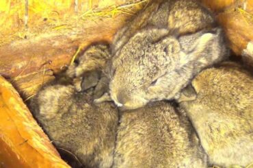 My very cute baby bunny rabbits - 1 week age