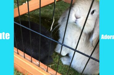 Cute baby bunny cleaning his face! | Rachel'sWorld