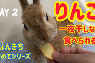 【うさぎ】ぴょんきち初めてのりんご続編【かわいい】Cute rabbit eat apple for the first time #17