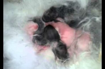Cutest baby bunnies – ONE HOUR NEWBORN funny rabbits.