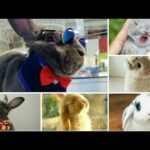 Funny rabbits videoa|funny pets|cute rabbits|