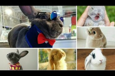 Funny rabbits videoa|funny pets|cute rabbits|